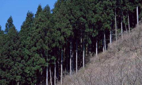 温度が上昇することによる蚊の活動